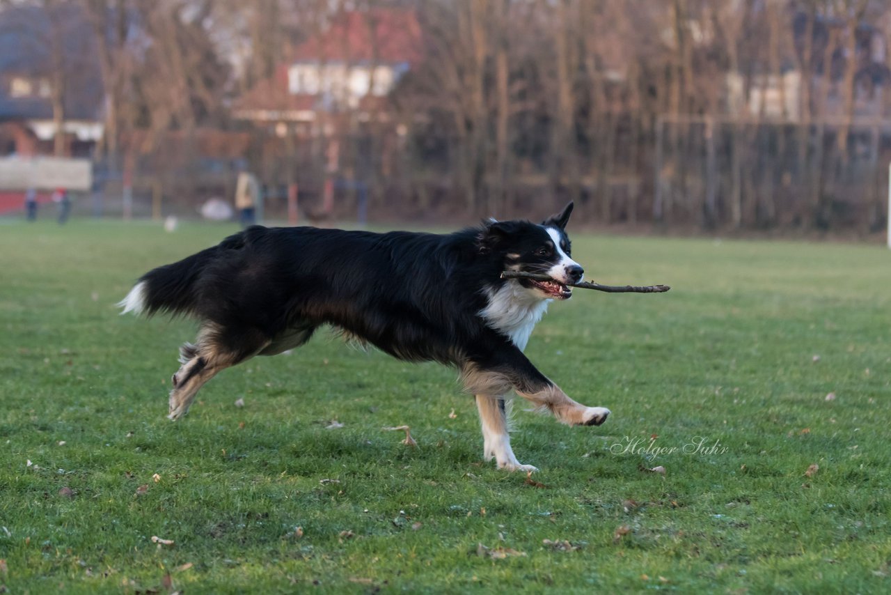 Bild 27 - Hundeshooting